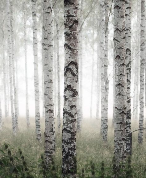 Birch Tree Mural, Birch Forest, Tree Sketches, Art Resources, Forest Spirit, Foggy Morning, Winter Wood, Birch Trees, Forest Art