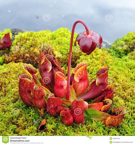 Purple Pitcher Plant, Sarracenia Purpurea, Insectivorous Plant, Bog Plants, Strange Flowers, Gothic Garden, Pitcher Plant, Terrarium Plants, Carnivorous Plants