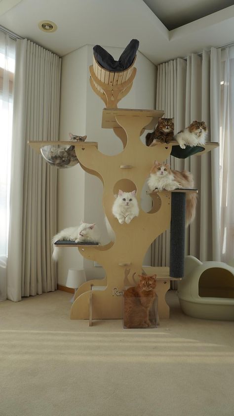 Claire Luvcat, Cat Room Decor, Pet Cafe, Dog Bedroom, Cat Area, Cat Gym, Cat Fence, Cat Hotel, Cat Tree House