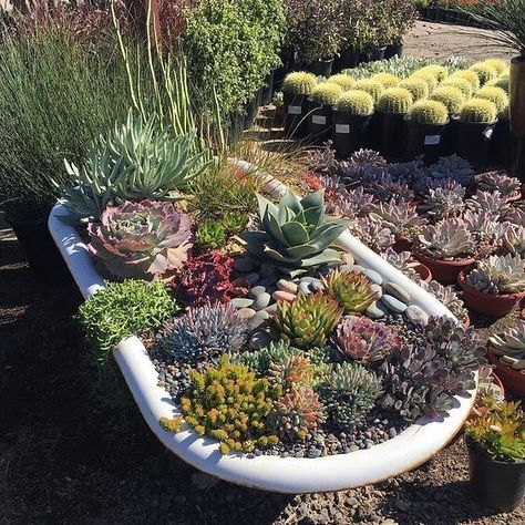 Now THIS is a creative container Summer Garden Ideas, Succulent Garden Outdoor, Garden Bathtub, Succulent Landscape Design, Succulent Landscaping, Types Of Succulents, Garden Tub, Succulents In Containers, Succulents Diy