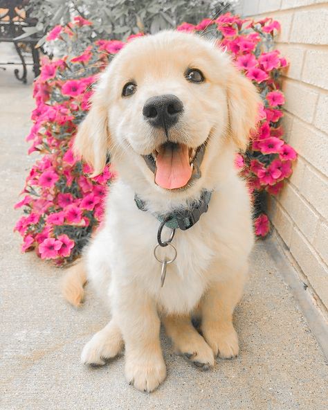 Happy Golden Retriever, Puppy Smile, Big Dogs Breeds, Perros Golden Retriever, Biggest Dog In The World, Biggest Dog, Cute Fluffy Dogs, Cute Dog Wallpaper