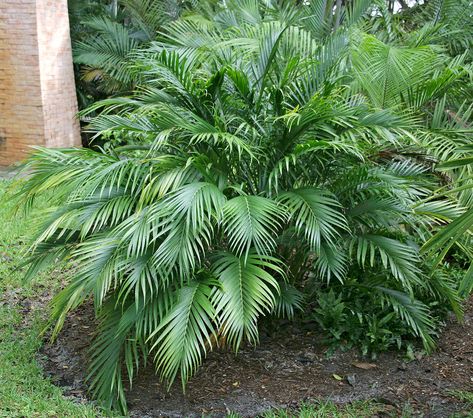 Bamboo Palm Shrubs For Privacy, Small Palm Trees, Bamboo Palm, Florida Landscaping, Florida Plants, Tropical Backyard, Florida Gardening, Small Palms, Foundation Planting