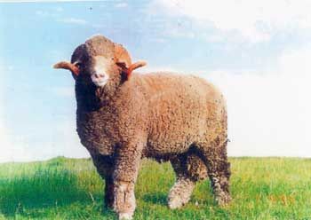 Rambouillet sheep Rambouillet Sheep, Sheep Ranch, Vocabulary Flash Cards, Musk Ox, Artisan Yarn, Counting Sheep, Sheep Breeds, Animal Science, Sheep And Lamb