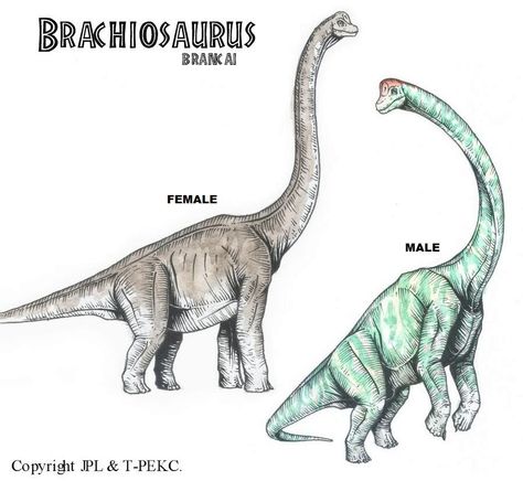 Brachiosaurus Drawing, Jurassic World Wallpaper, Jurassic Park Poster, Long Neck Dinosaur, Jurassic Park 1993, Fallen Kingdom, Jurrasic Park, Jurassic World Fallen Kingdom, Dinosaur Drawing