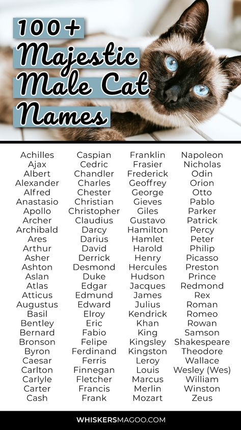 100+ Majestic Names for Male Cats - Whiskers Magoo Cat Names Male, Names For Male Cats, Majestic Cats, Cat Symbolism, Majestic Names, Cute Cat Names, Male Cat, Animal Names, Kitten Names