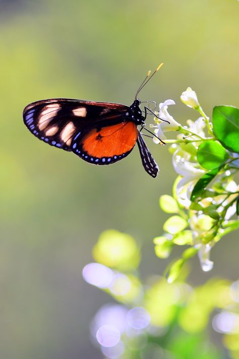 Costa Rica Butterfly on Orange Jasmine Flowers | Nikon D3300… | Flickr Costa Rica Butterfly, Nikon D3300, Beautiful Butterflies, Costa Rica, Orange, Flowers