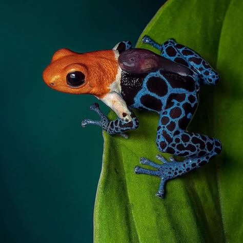 Your Sunday LOLcats (dial-up warning) White Charger Edition - Democratic Underground Poison Frog, Amazing Frog, Frog Pictures, Cute Reptiles, Dart Frog, Frog Art, Frog And Toad, Tree Frogs, Reptiles And Amphibians