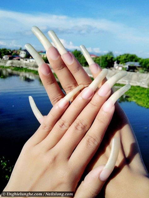 Nails Long Natural, Real Long Nails, Super Long Nails, Long Natural Nails, Real Nails, Long Fingernails, Nail Goals, Natural Nail Art, Curved Nails