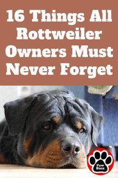 Rottweiler Quotes, Rottweiler Care, Rottweiler Facts, Rottweiler Training, German Rottweiler, Rottweiler Funny, Rottweiler Breed, Puppy Stages, Rottweiler Love