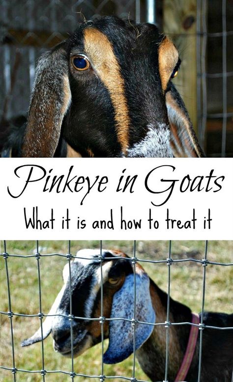 Pinkeye in goats - what it is and how to treat it - from Oak Hill Homestead Goats For Beginners, Milking Goats, Nubian Goats, Keeping Goats, Goat Health, Goat Breeds, Goat Milking, Goat Milk Recipes, Nubian Goat