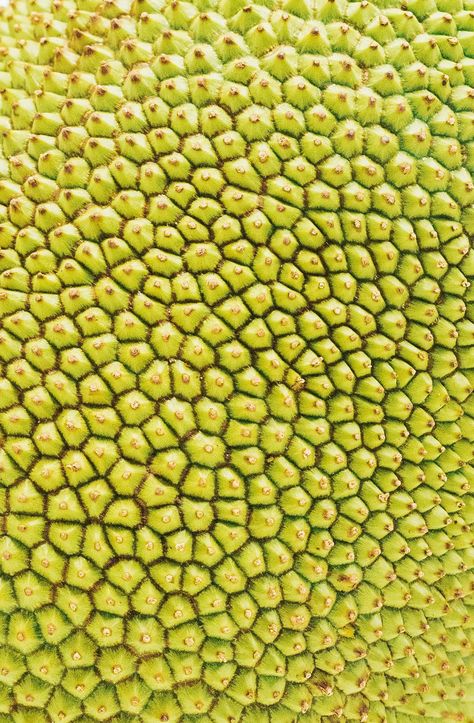 Everything you need to know about jackfruit - how to tell if it's ripe, where to buy it, varieties, and cooking! How To Cut Jackfruit, Ripe Jackfruit, Canned Jackfruit, Jackfruit Recipes, Photography Reference, Summer Fair, Halo Halo, Meat Substitutes, Sweet Smell