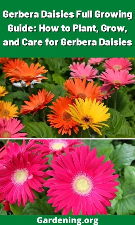 Gerbera Daisy House Plant, Harvesting Gerbera Daisy Seeds, Gerbera Daisy Care Outdoors, Growing Gerbera Daisy, Gerbera Daisy In Pots, How To Grow Gerber Daisies, Gerber Daisy Flowers, Gerber Daisy Planter Ideas, Growing Daisies