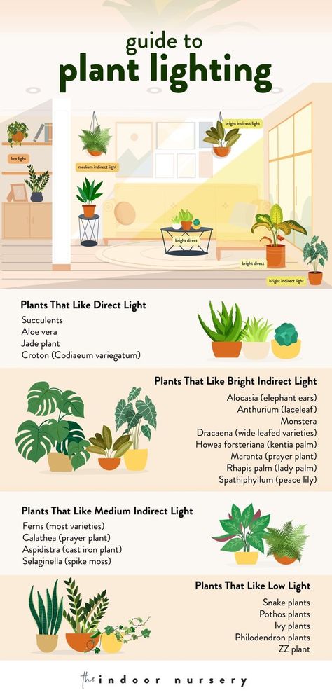 Plants For Indoors Low Lights, Plants For Bedroom Low Lights, House Plants Purify Air, Good Indoor Plants Low Lights, Good House Plants Low Lights, Good Low Light Indoor Plants, Indirect Lighting Plants, Indoor Plants Decor Minimalist, Plants Indirect Sunlight