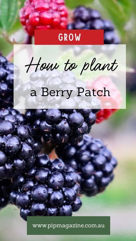 Plant berries Growing Berry Bushes, Planting Berry Bushes, How To Plant Raspberries Bushes, Berry Plants Garden, Fruit Bushes Garden Design, Fruit Bushes Garden, Raspberry Planting Ideas, Berry Patch Layout Garden Ideas, Berry Patch Layout