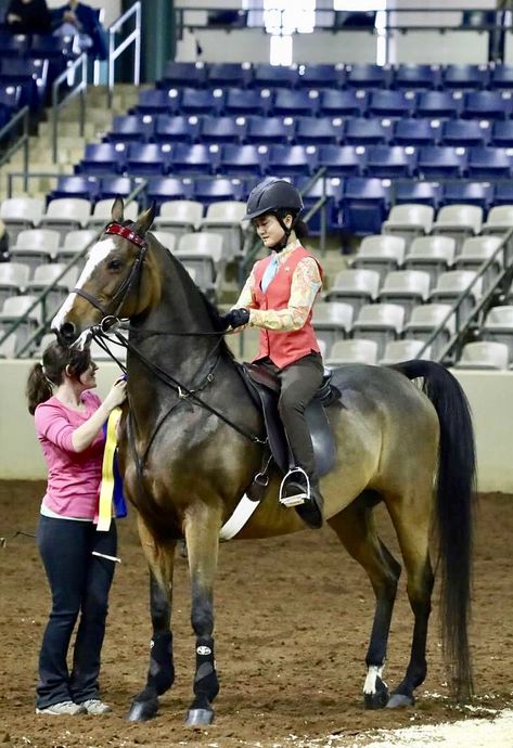 Saddleseat Riding, Saddlebred Horses, Morgan Horses, Lala Land, Morgan Horse, American Saddlebred, Saddle Seat, English Saddle, Equestrian Life