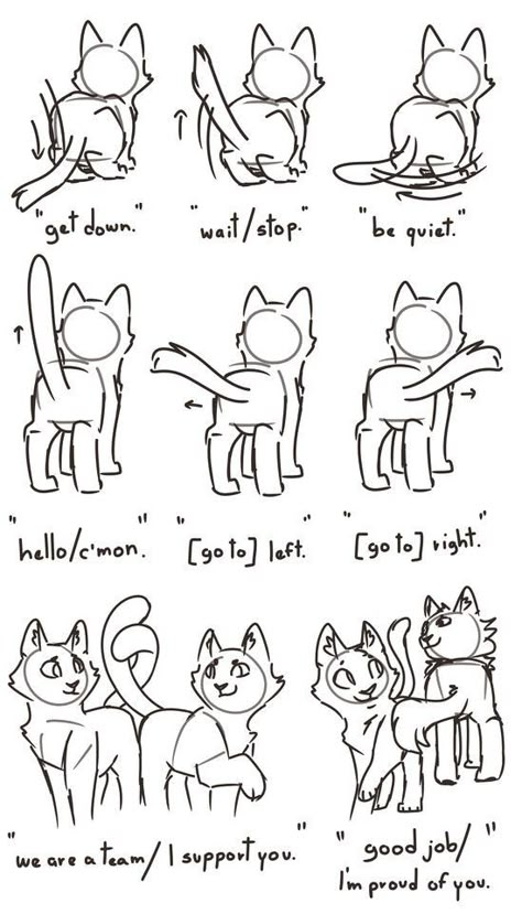 How To Draw Cats, Warrior Cats Funny, Draw Cats, Warrior Cat Memes, Cat Drawing Tutorial, Cats Art Drawing, Cat Anatomy, Cat Language, Warrior Cats Fan Art