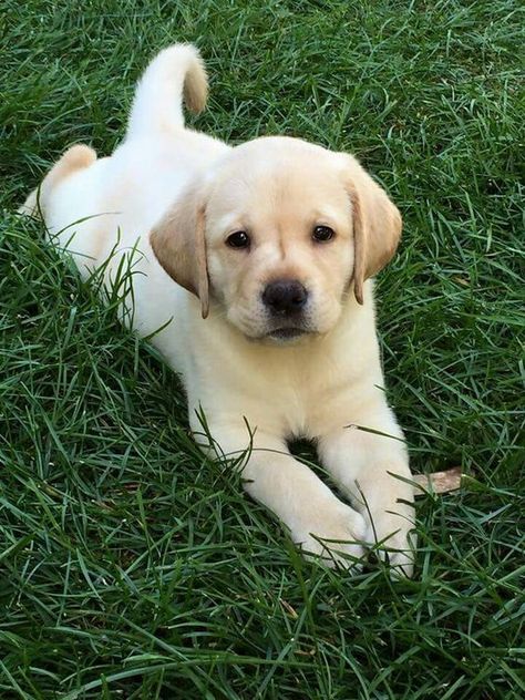 If you love Labradors visit our blog! #Labrador #LabradorRetriever #Labradorcentral 📸 credits: unknown NOTE!!! No Copyright Infringement is intended, so message me for adding credit (or) removal of photos.Do you love cute dogs like this, Follow our @Petsdope Instagram Page for more amazing photos. ;) Yellow Lab Puppy, Labrador Noir, Yellow Lab Puppies, Lab Puppy, Labrador Retriever Puppies, Lab Puppies, Labrador Puppy, Behavior Problems