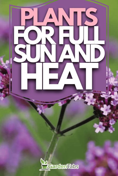 39 Plants That Like Full Sun And Heat Plants That Love The Sun And Heat, Full Sun Window Boxes Flowers, Pot Plants Outdoor Patio Full Sun, Plants That Tolerate Heat And Sun, Full Sun Flowers That Bloom All Summer, Plants For Direct Sunlight Outdoor, High Heat Plants, Direct Sunlight Plants Outdoor, Full Sun Window Boxes