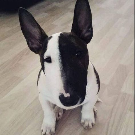 These 30 Miniature Bull Terriers Will Melt Your Heart | The Paws American Bull Terrier, British Dog Breeds, British Dog, Mini Bull Terriers, Miniature Bull Terrier, Tattoo Animal, Bull Terrier Puppy, English Bull Terriers, Bull Terriers