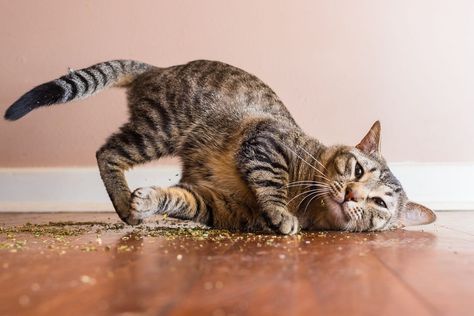 Photographer Catches Hilarious Pics Of Cats On Catnip! - Cole & Marmalade Cats Pics, Egyptian Mau, Leopard Cat, Funny Kittens, Pet Photographer, Cat Breed, Cat Photography, Cat Behavior, Kittens Funny