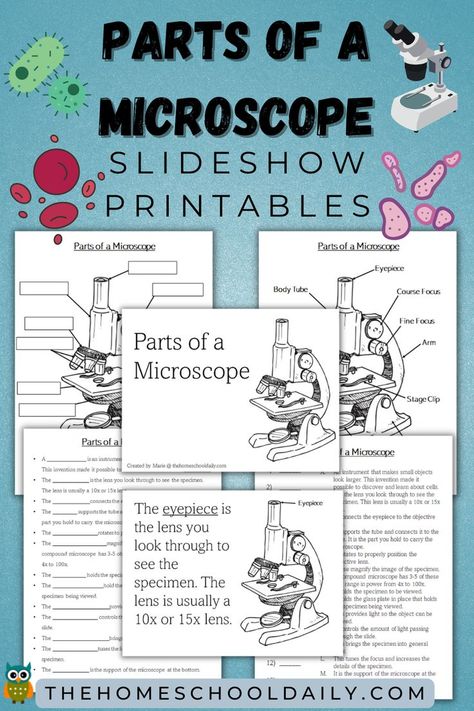 Parts Of A Microscope Worksheet, Microscope Activities Middle School, Parts Of A Microscope, Microscope Activity, Apologia Biology, Compound Microscope, Fourth Grade Science, Montessori Science, Middle School Activities