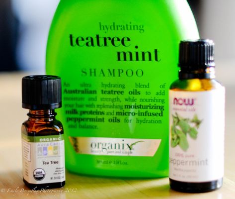 homemade tea tree mint shampoo. And use Camellia Oil for conditioner. Cosmetic Making, Homemade Shampoo And Conditioner, Tea Tree Mint Shampoo, Best Tea Tree Oil, Tea Tree Oil For Acne, Mint Shampoo, Diy Tea, Tea Tree Shampoo, Homemade Cleaners