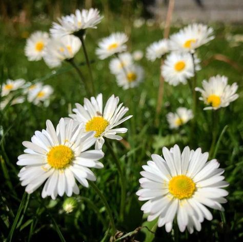 Daisy Symbolism, Daisy Meaning, Meadow Lawn, Daisy Flower Meaning, Woodland Management, Common Daisy, Woodland Meadow, Yellow Daisy Flower, Flower Meaning