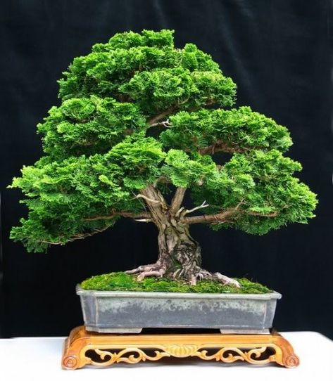 Bonsai For Beginners, Outdoor Bonsai Tree, Bonsai Trees For Sale, Bonsai Tree Types, Japanese Bonsai, Indoor Bonsai, Outdoor Trees, Bonsai Art, Rock Garden Landscaping