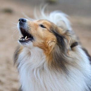 Dogs, Rough Collie, Smooth Collie, Lazy Dogs, Rough Collie Puppy, Rough Collies, Lazy Dog, Beautiful Creatures, Wonders Of The World