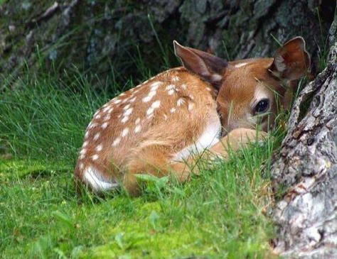 ✿ Daydreaming Of Spring ✿ Deer Photos, Deer Family, Roe Deer, Baby Deer, Woodland Creatures, Sweet Animals, Nature Animals, 귀여운 동물, Animals Friends