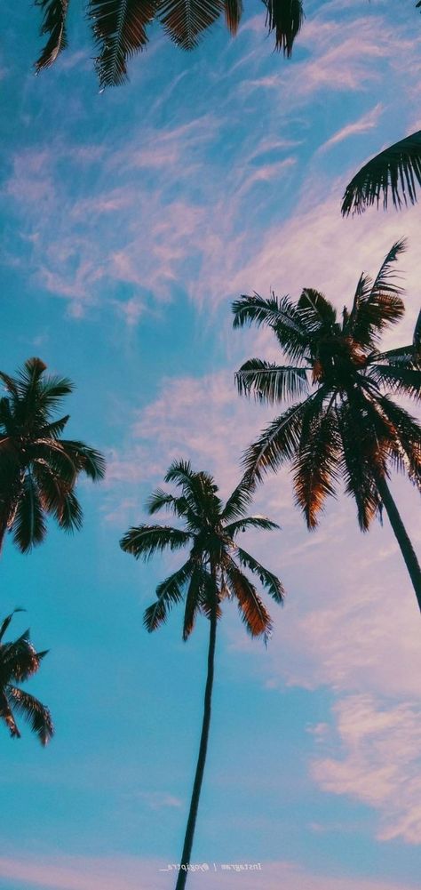 Iphone Background Tropical, Summer Wallpaper Palm Trees, Plam Tree Wallpaper Iphone, Florida Iphone Wallpaper, Palm Tree Phone Wallpaper, Summer Wallpaper Iphone Hd, Aesthetic Palm Trees Background, Beach Lockscreen Aesthetic, Palm Tree Background Wallpapers