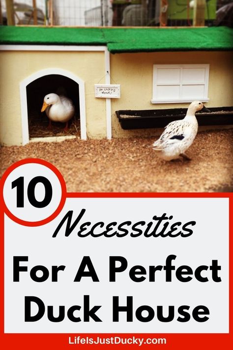 10 Necessities To A Perfect Duck House. - Life Is Just Ducky Backyard Ducks Habitat Diy, Duck Coop Flooring Ideas, Diy Duck House Pallets, Duck Coop And Run, Chicken And Duck Coop Combo, Duck Waterer No Mess, Duck Run Ideas, Diy Duck House, Duck House Diy