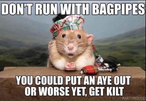 Punny Jokes, Morning Memes, Corny Jokes, Best Puns, A Rat, Bagpipes, Bad Jokes, Funny Quotes About Life, Jokes For Kids