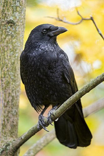 Carrion Crow (Corvus corone) on the tree Raven On Branch, Aesthetic Crow, Birding Quotes, Crow Aesthetic, Sketches Nature, Crow Drawing, Crow Flying, Birds Pet, Drawing Bird