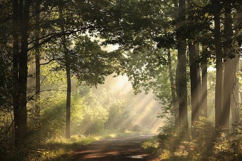 Forest Images Landscapes, Forest Horizontal, Forest Morning, Morning Forest, Misty Autumn, Image Composition, Window Reflection, Pine Trees Forest, Forest Scenery