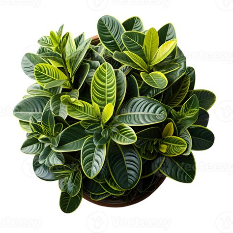 Plant Top View Png, Plant Top View, Toilet Plan, Tree Interior, Kentia Palm, Graphic Design Assets, Office Plants, Interior Plants, Mini Plants