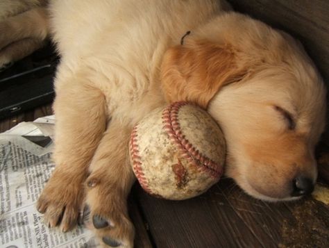 28 Pictures Of Golden Retriever Puppies That Will Brighten Your Day - goldens are the best Must Love Dogs, Love My Dog, Retriever Puppy, Golden Retrievers, Animal Love, A Puppy, Love Animals, 귀여운 동물, Mans Best Friend