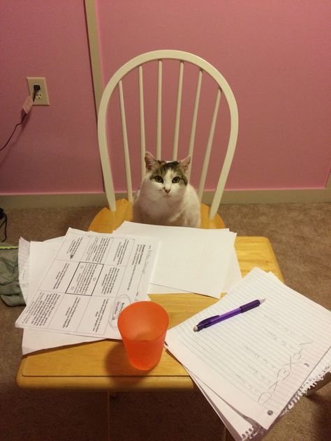 My cat about to do my homework... Have fun cat! I will be at the mall! Lol Cat Doing Homework, Doing Homework, At The Mall, Do Homework, My Cat, Cool Cats, Homework, Have Fun, Funny Animals