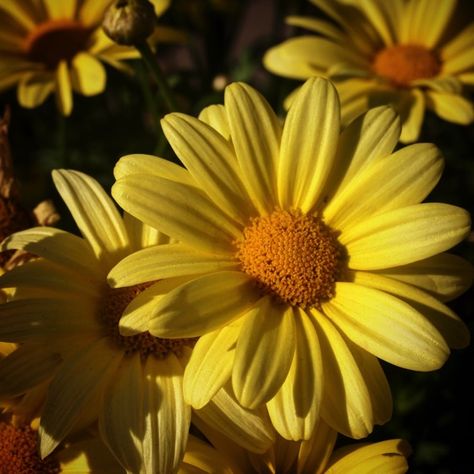 Yellow Daisies Aesthetic, Yellow Daisy Aesthetic, Flower Daisy Aesthetic, Aesthetic Daisy, Bee Tattoos, Yellow Daisy Flower, Aesthetic Health, Tattoo Health, Libra Tattoo