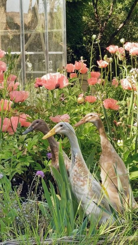 Farm Animal Aesthetic, Cottage Homestead, Egg Farm, Abandoned Farmhouse, Runner Ducks, Duck House, Future Farms, Cottage Life, Dream Cottage