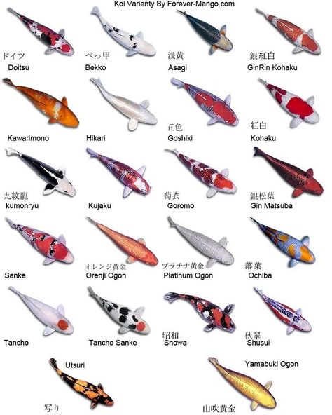 types of koi The Different Varieties of Koi fish you need to know 35 #koi #koifish #koipond #typesofkoi Tropical Fish Pictures, Koi Fish Colors, Karp Koi, Fish Information, Butterfly Koi, Ikan Air Tawar, Kolam Koi, Koi Fish Drawing, Koi Art