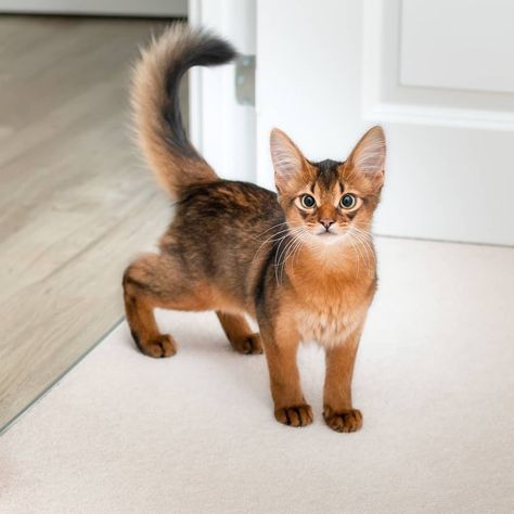 Somali Cat, Abyssinian Cats, Cat Pose, Abyssinian, Cat Aesthetic, Cute Cats And Kittens, Warrior Cats, Pretty Cats, Beautiful Cats