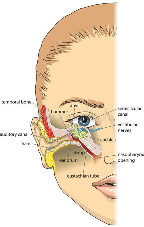 Ear Anatomy, Eye Anatomy, Basic Anatomy, Basic Anatomy And Physiology, Nurse Study Notes, Biology Facts, Medical Student Study, Human Body Anatomy, Medical School Inspiration