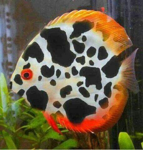 Dalmatian discus fish Discus Aquarium, Tropical Freshwater Fish, 달력 디자인, Reef Fish, Fresh Water Fish Tank, Nature Colors, Discus Fish, Freshwater Aquarium Fish, Cool Fish