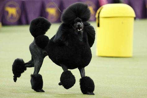 The Grooming and Diet Secrets of the Fancy Poodle That Won the Westminster Dog Show Downward Dog Yoga Pose, Black Standard Poodle, Westminster Dog Show, Dog Yoga, Wire Fox Terrier, Popular Dog Breeds, Best In Show, Most Popular Dog Breeds, Dog Branding