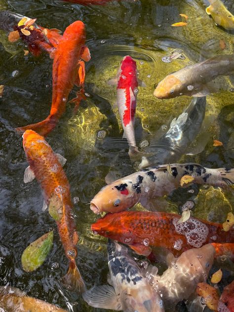 #koi #koifish at the #botanical #garden Koi Fish Aesthetic, Koi Fish Pond, Koi Carp, Water Lilly, Pretty Landscapes, Lily Pond, Fish Pond, Beautiful Fish, Koi Pond