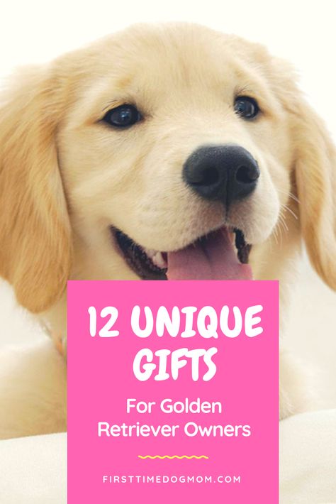 Golden Retriever Instagram, Golden Retriever Owner, Golden Retriever Gifts, Fat Dogs, Dog Smells, Golden Retriever Puppy, Retriever Puppy, Dogs Golden Retriever, Retriever Dog