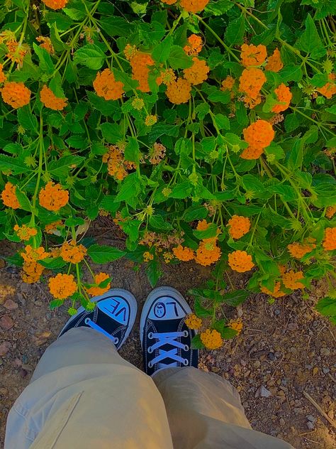 Flowers, Orange, Wall, Green