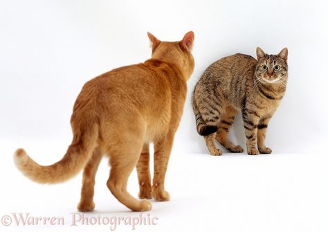 Photograph of Red Burmese male cat, Ozzie, approaches female tabby cat, Dainty, showing aggression. Mating sequence 2/7. Rights managed white background image. Cat Resting, Cats Looking At Each Other, Cats Doing Things, Cats Dynamic Poses, Cat Back View, Cat From Behind, Cats Photoshoot, 2 Cats Together, Cat Running