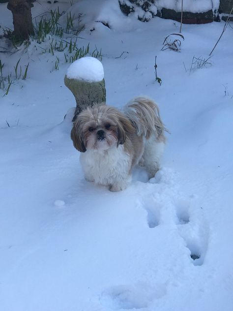 Shih tzu snow play Shiz Tzu Puppy, Shitzu Aesthetic, Shih Tzu Aesthetic, Shih Tzu Puppy Cut, Shih Tzu Snap, Dog Aesthetic Shih Tzu, Brown And White Shih Tzu, Snow Play, Perro Shih Tzu